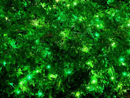 イルミネーション イルミネーション,緑,グリーンの写真素材