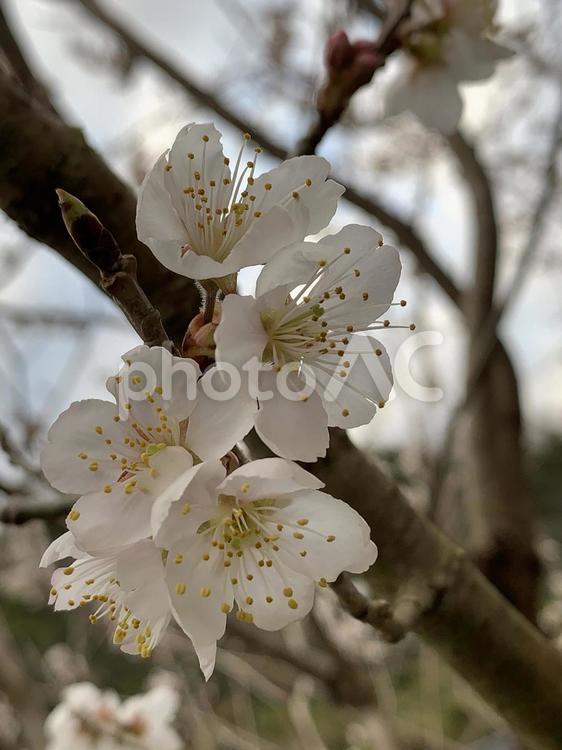 花 春,自然,花の写真素材