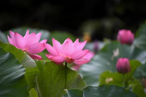 Oga lotus 8, JPG