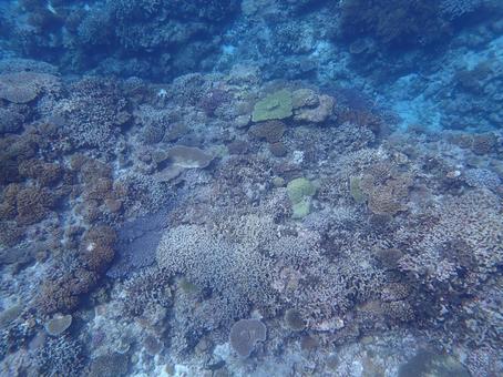南国の海 南国の海の写真