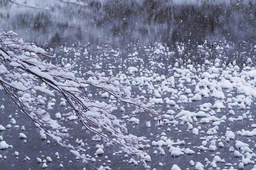 枝に積もる雪 冬,雪,積雪の写真素材