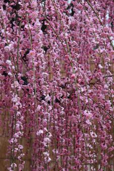 Photo, ume, flower, spring, 