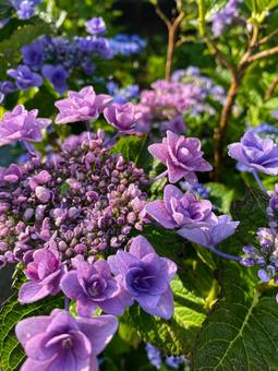 紫陽花⑥ 紫陽花⑥の写真