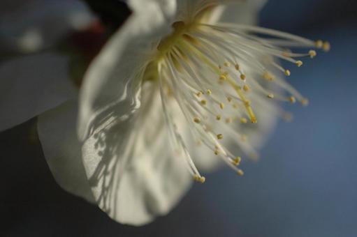梅の花 梅の花の写真