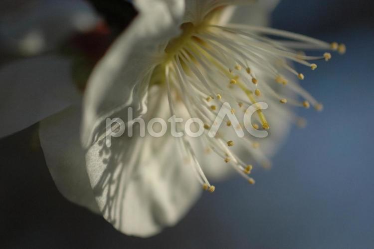 梅の花 花,白,梅の写真素材