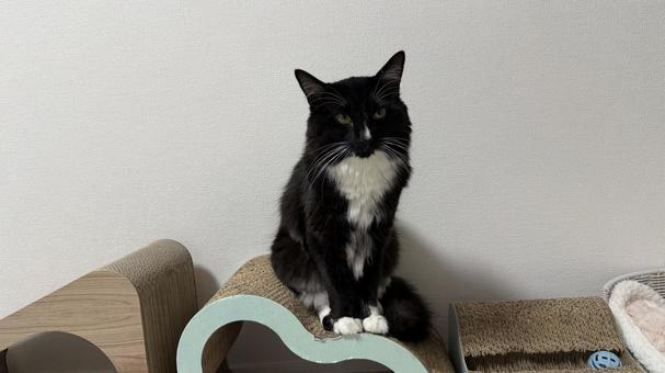 タキシード猫・靴下猫 猫,ペット,かわいいの写真素材