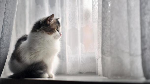 窓辺で外を見る猫・外を見る室内猫・ペット 窓辺で外を見る猫・外を見る室内猫・ペットの写真