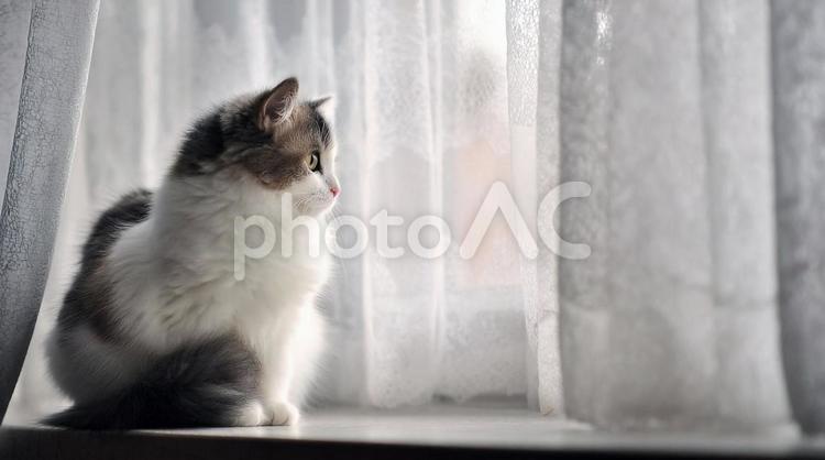 窓辺で外を見る猫・外を見る室内猫・ペット 猫,窓辺,外を見るの写真素材