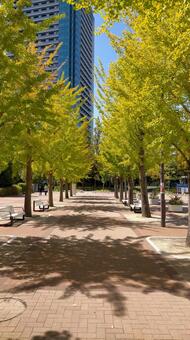 大阪南港の夏の銀杏並木 銀杏,並木,大阪の写真素材