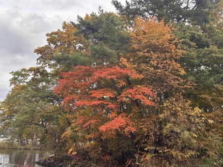 秋の大沼８ 紅葉,もみじ,大沼の写真素材