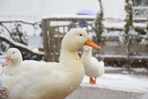 アヒル 冬,雪,積雪の写真素材
