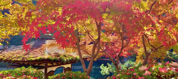 和歌山城と紅葉の日本庭園 和歌山城と紅葉の日本庭園 紅葉,和歌山城,庭園の写真素材