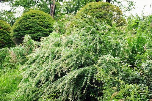 木々と緑 木々と緑の写真