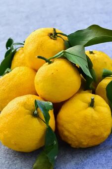 ユズの実 ユズ,実,黄色の写真素材