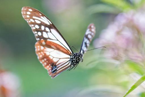 飛行中のアサギマダラ雄 飛行中のアサギマダラ雄 アサギマダラ,浅葱斑,渡り蝶の写真素材