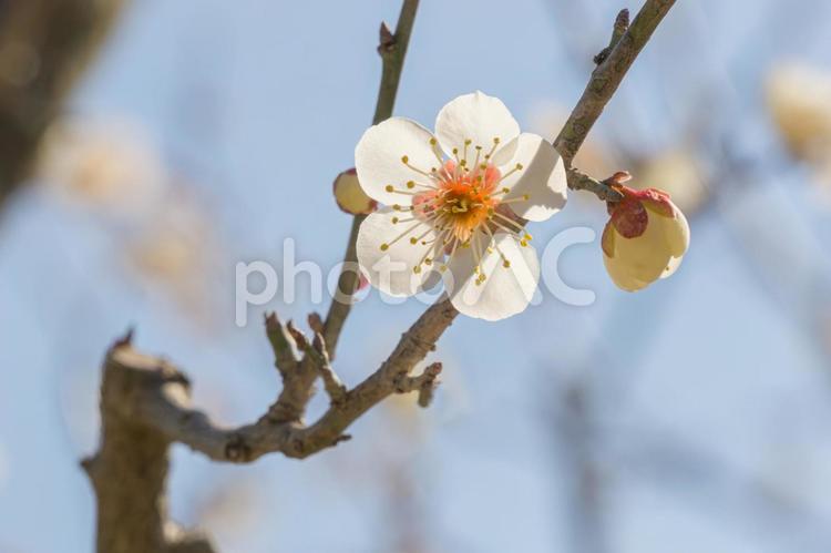 咲き始めた公方公園の梅の花 梅,花,白梅の写真素材