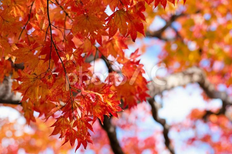 赤く染まったもみじ 紅葉,秋,もみじの写真素材