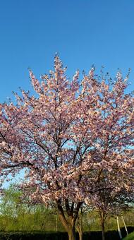 桜 桜の写真