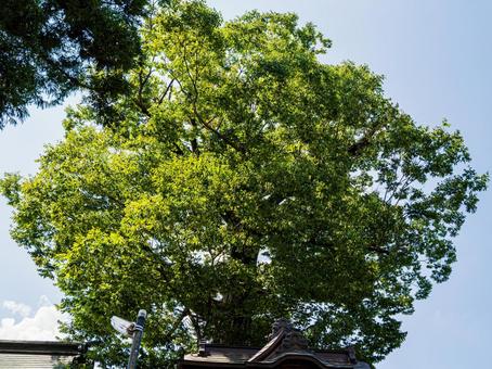 樹齢推定600年のケヤキ 樹齢推定600年のケヤキの写真