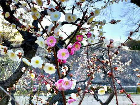 紅白咲き分ける梅「思いのまま」 梅,ウメ,花の写真素材