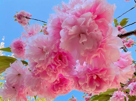 Photo, double cherry blossoms, sakura, cherry blossoms, 