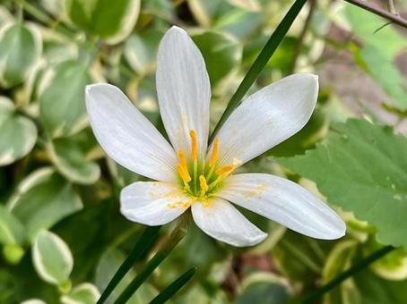 白い花 タマスダレ 6枚花弁 白い花 タマスダレ 6枚花弁の写真