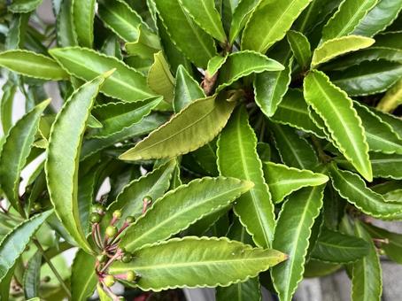 緑 緑,9月,みどりの写真素材