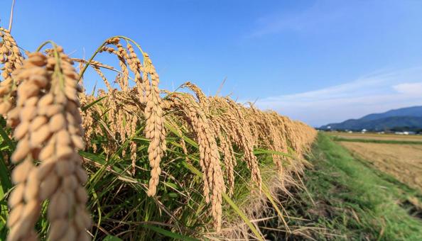 稲刈りの写真