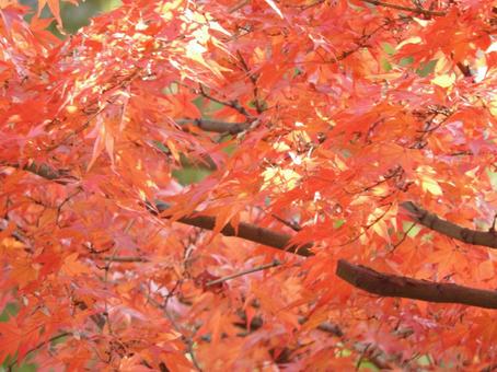 紅葉 紅葉の写真