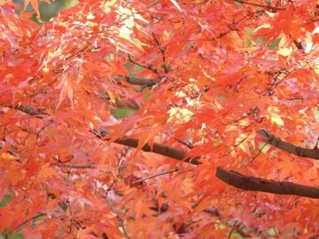 Photo, autumn leaves, leaf, healing, 