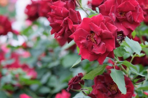 薔薇 薔薇の写真