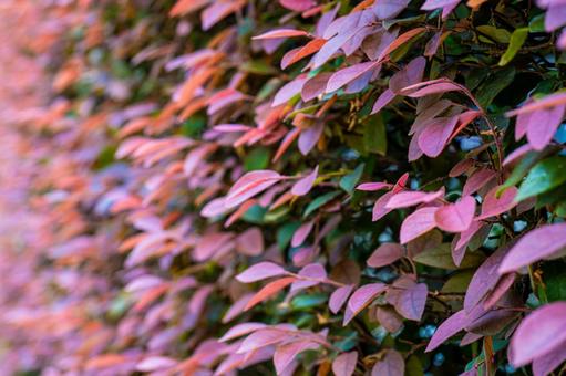 ベニバナトキワマンサクの垣根の写真