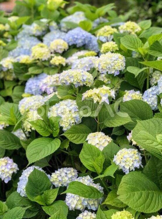 アジサイ　縦 紫陽花,あじさい,アジサイの写真素材