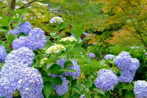 紫陽花　の写真