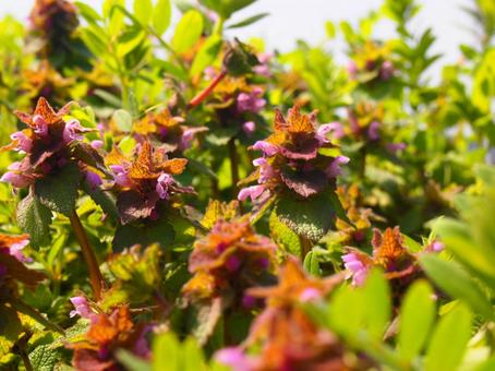 Photo, flower garden, green, the season, 