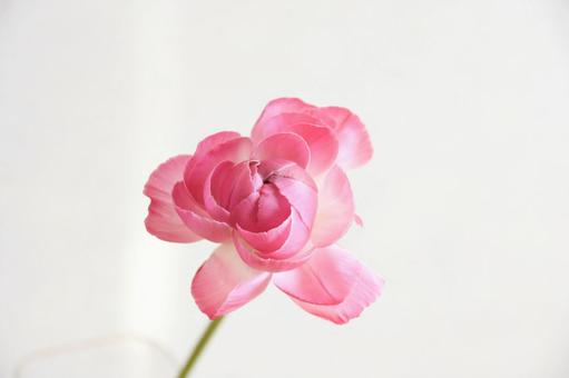 ピンクのラナンキュラスの写真