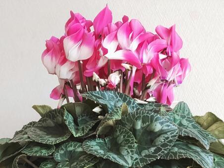 シクラメンの花 シクラメンの花,シクラメン,ピンク色の写真素材