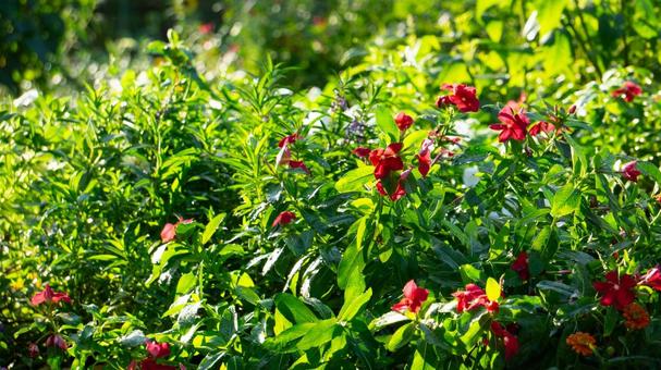 赤いニチニチソウの群生 赤いニチニチソウの群生 ニチニチソウ,花,植物の写真素材