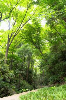 日が当たって明るい樹木が生える森の写真
