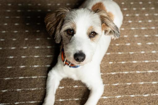 伏せした犬 犬,dog,ジャックラッセルの写真素材