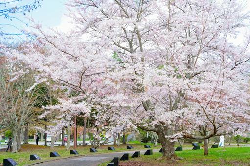 浦河町の桜 浦河町の桜,桜,春の写真素材