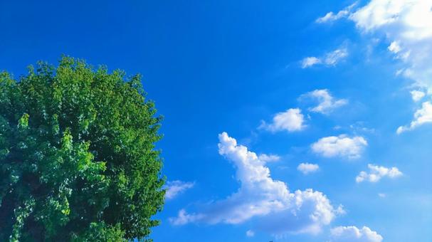 木と青空 木と青空の写真
