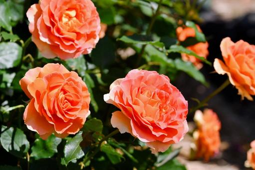 薔薇 ブラスバンド 薔薇 ブラスバンド 薔薇,ブラスバンド,オレンジの写真素材