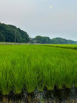 7月の水田 7月の水田の写真