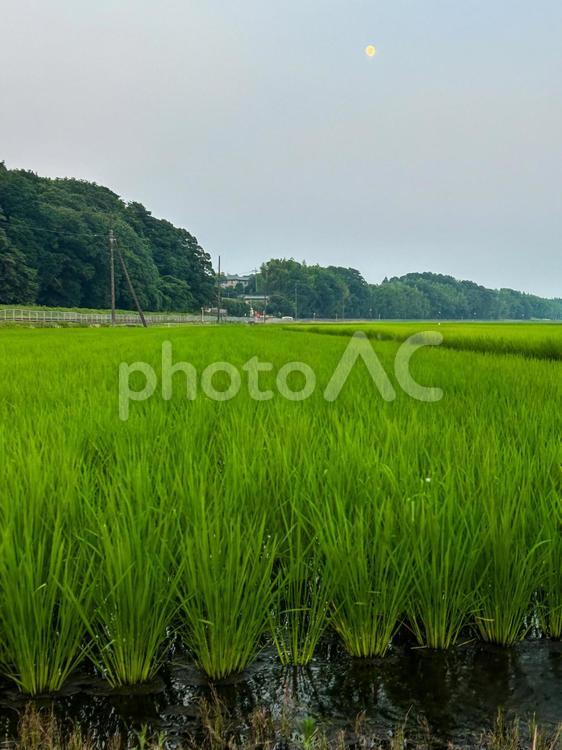 7月の水田 風景,自然,夕焼けの写真素材