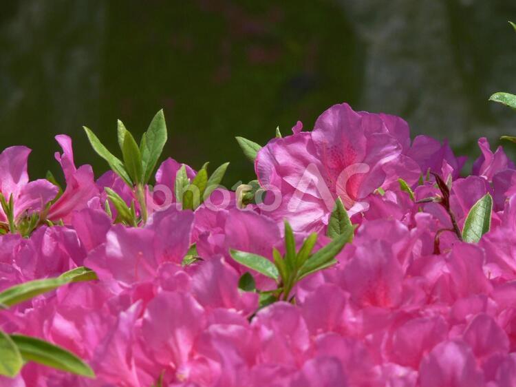 満開　つつじの花（ピンク） ツツジ,つつじ,躑躅の写真素材