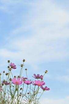 コスモスと青空 コスモスと青空 コスモス,秋桜,花の写真素材