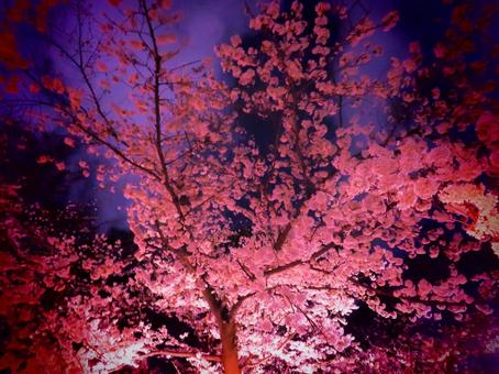 Crazy cherry blossoms, JPG Crazy cherry blossoms, JPG
