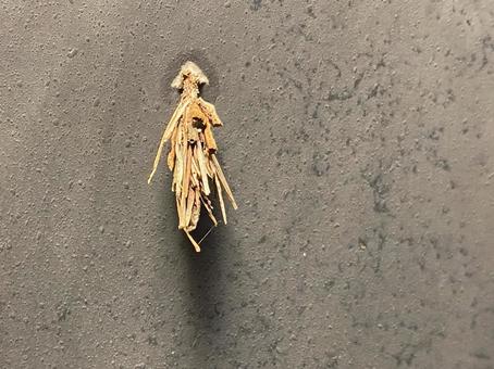 ミノムシ ミノムシの写真