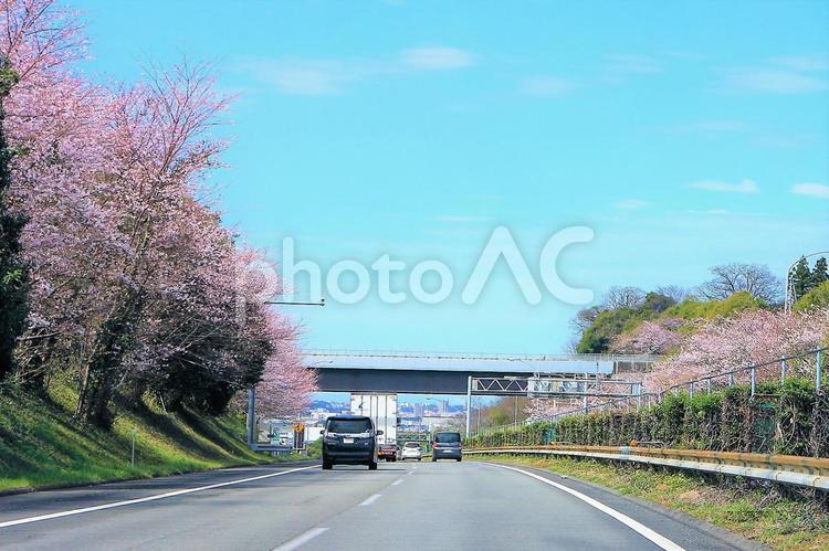 桜並木を通る高速道路　春のドライブ 桜,サクラ,花の写真素材